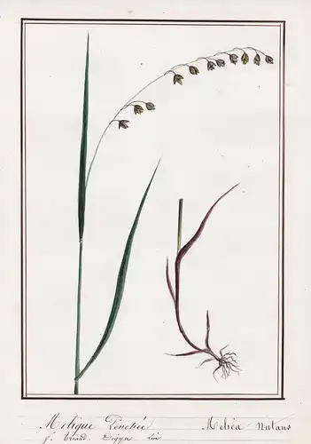 Melique Penchee / Melica nutans - Nickendes Perlgras / Botanik botany / Blume flower / Pflanze plant