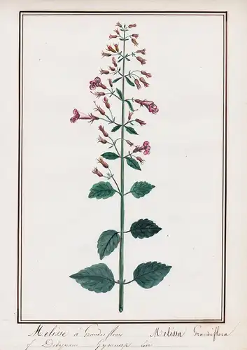 Melisse a Grandes fleurs / Melissa Grandiflora - Großblütige Bergminze / Botanik botany / Blume flower / Pflan