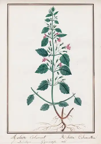 Melisse Calament / Melissa Calamentha - Bergminze / Botanik botany / Blume flower / Pflanze plant