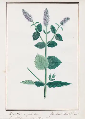 Menthe a feuilles rondes / Mentha rotundiflia - Rundblättrige Minze / Botanik botany / Blume flower / Pflanze
