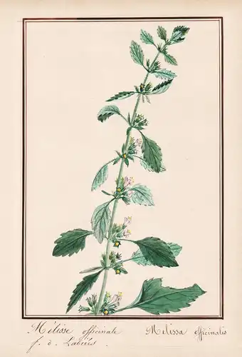 Melisse officinale / Melissa officinalis - Zitronenmelisse / Botanik botany / Blume flower / Pflanze plant