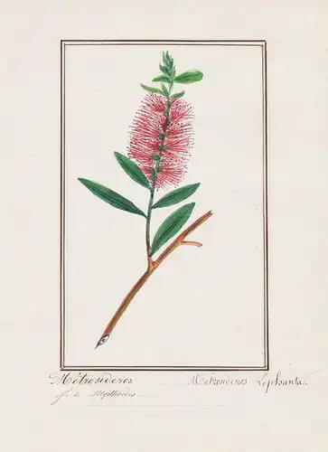 Metrosideros / Metrosideros lophanta - Australische Flachenbürste / Botanik botany / Blume flower / Pflanze pl