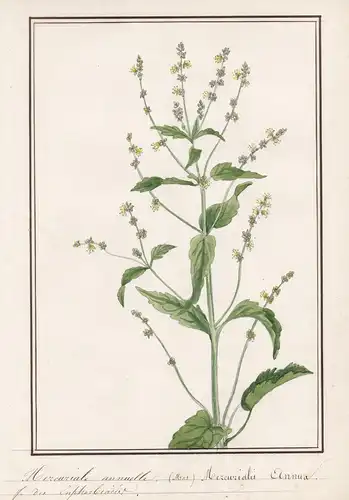 Mercuriale annuelle / Mercurialis annual - Einjähriges Bingelkraut / Botanik botany / Blume flower / Pflanze p