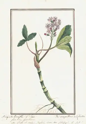 Menyanthe trefle d'Eau / Menyanthes trifoliata - Fieberklee / Botanik botany / Blume flower / Pflanze plant