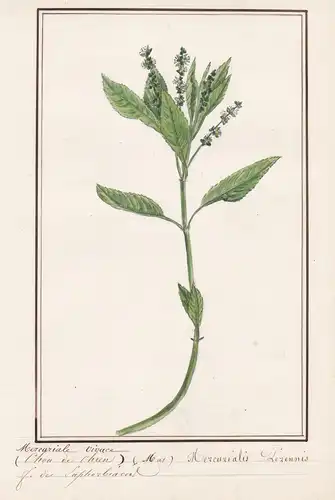 Mercuriale vivace / Mercurialis Perennis - Wald-Bingelkraut / Botanik botany / Blume flower / Pflanze plant