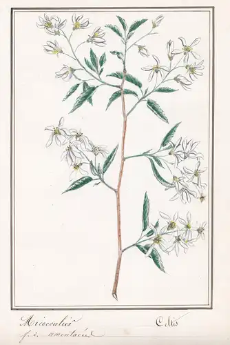 Micocoulier / Celtis - Zürgelbaum / Botanik botany / Blume flower / Pflanze plant
