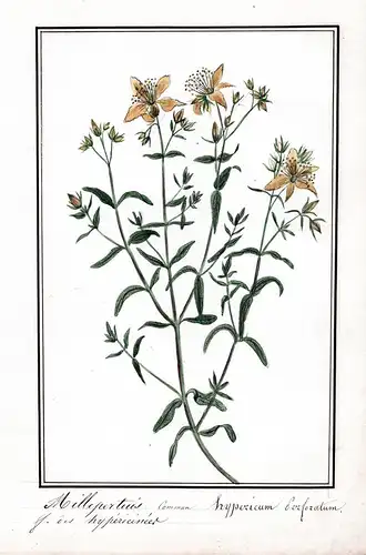 Millepertius commun / Hypericum perforatum - Echtes Johanniskraut / Botanik botany / Blume flower / Pflanze pl