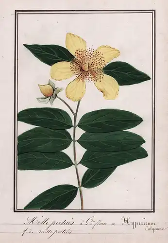 Millepertius a Grandes fleurs / Hypericum calycinum - kelchiges Johanniskraut / Botanik botany / Blume flower
