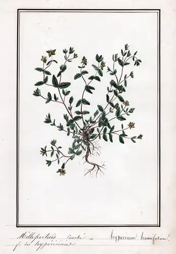 Millepertius couche / Hypericum humifusum - Niederliegendes Johanniskraut / Botanik botany / Blume flower / Pf