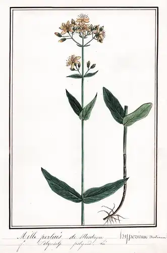 Millepertius de Montagne / Hypericum Montanum - Berg-Johanniskraut / Botanik botany / Blume flower / Pflanze p