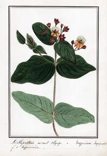 Millepertius du Mont Olympe / Hypericum olympicum - Zwerg-Johanniskraut / Botanik botany / Blume flower / Pfla