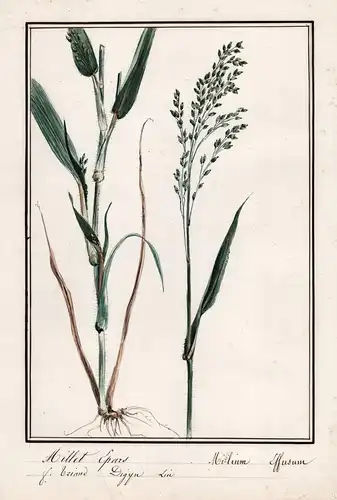 Millet Epars / Millium effusum - Wald-Flattergras / Botanik botany / Blume flower / Pflanze plant