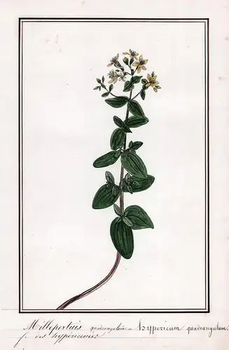 Millepertius quadrangulaire / Hypericum quadrangulum - Geflügeltes Johanniskraut / Botanik botany / Blume flow