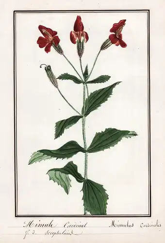 Mimule Cardinal / Mimulus Cardinalis - Rotblühende Gauklerblume / Botanik botany / Blume flower / Pflanze plan