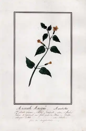 Mimule Musque / Mimulus Muschatus - Moschus Gauklerblume / Botanik botany / Blume flower / Pflanze plant
