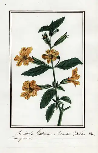Mimule Glotineux / Mimulus Glutinosus - Gauklerblume / Botanik botany / Blume flower / Pflanze plant