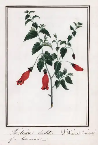 Mitaire Ecarlate / Mitraria Coccinea - Scharlachmützenstrauch / Botanik botany / Blume flower / Pflanze plant
