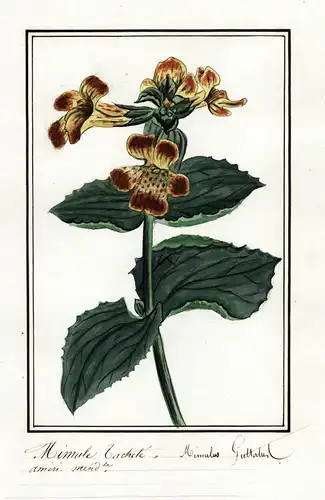 Mimule Tachete / Mimulus Guttatus - Gelbe Gauklerblume / Botanik botany / Blume flower / Pflanze plant