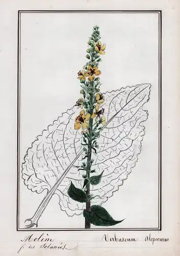 Molene / Verbascum Alopecurus - Königskerze / Botanik botany / Blume flower / Pflanze plant