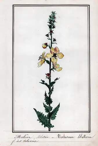 Molene Blattaire / Verbascum Blattaria - Schaben-Königskerze / Botanik botany / Blume flower / Pflanze plant
