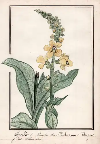 Molene Bouillon Blanc / Verbascum thapsus - kleinblütige Königskerze / Botanik botany / Blume flower / Pflanze