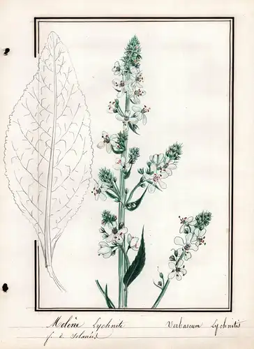 Molene Lychnite / Verbascum Lychnitis - Mehlige Königskerze / Botanik botany / Blume flower / Pflanze plant