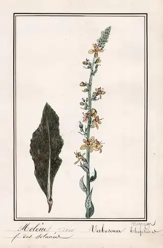 Molene Noir / Verbascum nigrum - Schwarze Königskerze / Botanik botany / Blume flower / Pflanze plant