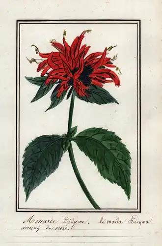 Monarde Didyme / Monarda Didyma - Indianernessel / Botanik botany / Blume flower / Pflanze plant