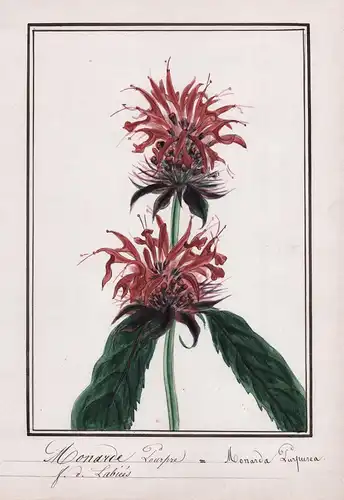Monarde Pourpre / Monarda Purpurea - Wilde Beramotte oder Goldmelisse / Botanik botany / Blume flower / Pflanz