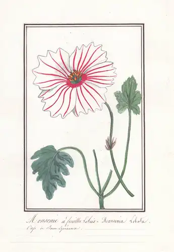 Monsonie a feuilles lobees / Monsonia Lobata -  Botanik botany / Blume flower / Pflanze plant