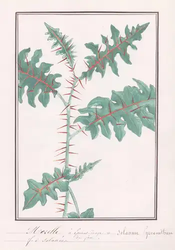 Morelle a Epines rouge / Solanum Pyracanthum - Nachtschatten / Botanik botany / Blume flower / Pflanze plant