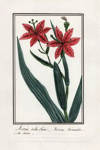Moree dela chine / Morea chinensis -  Leopardenblume / Botanik botany / Blume flower / Pflanze plant