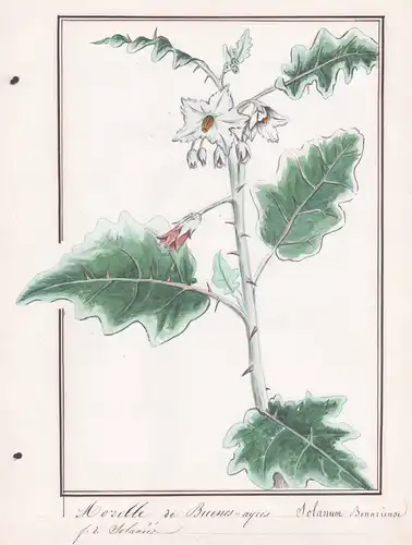 Morelle a Buenos-Ayres / Solanum Bonaziense - Argentinischer Nachtschatten / Botanik botany / Blume flower / P