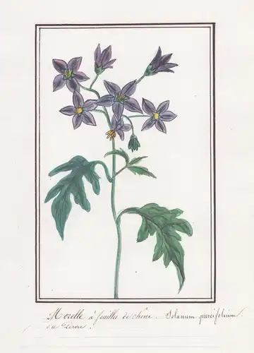 Morelle a feuilles de chene / Solanum quercifolium - Nachtschatten / Botanik botany / Blume flower / Pflanze p