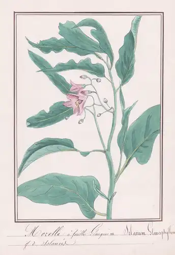 Morelle a feuilles glauques / Solanum Glaucophyllum - Nachtschatten / Botanik botany / Blume flower / Pflanze