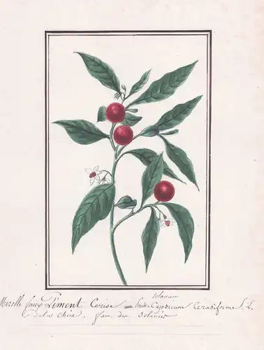 Morelle faux piment Cerise / Solanum Pseudo-Capsicum - Korallenstrauch / Botanik botany / Blume flower / Pflan
