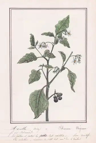 Morelle noire / Solanum nigrum - Schwarzer Nachtschatten / Botanik botany / Blume flower / Pflanze plant