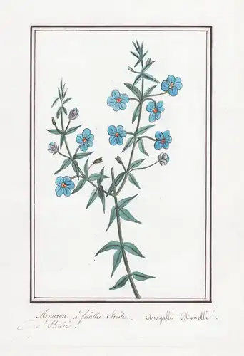 Mouron a feuilles droites / Anagallis Monelli - Leinblättriger Gauchheil / Botanik botany / Blume flower / Pfl