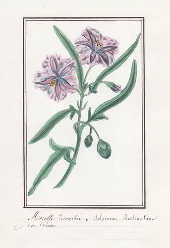 Morelle recourbee / Solanum reclinatum - Gelbfrüchtiger Nachtschatten / Botanik botany / Blume flower / Pflanz
