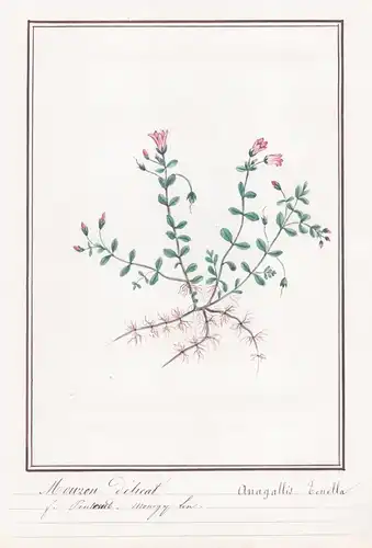 Mouron delicat / Angallis tenella - Zarter Gauchheil / Botanik botany / Blume flower / Pflanze plant