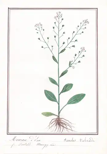 Mouron d'Eau / Samolus Valerandi - Salzbunge / Botanik botany / Blume flower / Pflanze plant
