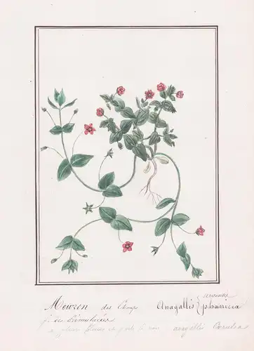 Mouron des Champs / Angallis arvenir - Acker-Gauchheil / Botanik botany / Blume flower / Pflanze plant