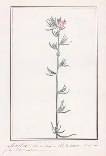 Muflier tete de Most / Antirrhinum orontium - Acker-Löwenmaul / Botanik botany / Blume flower / Pflanze plant