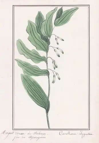 Muquet Sceau de Salomon / Convallaria polygonatum - Duftender Weißwurz / Botanik botany / Blume flower / Pflan