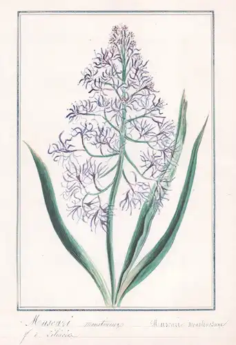 Muscari monstreux / Muscari monstruosum -  Traubenhyazinthe / Botanik botany / Blume flower / Pflanze plant