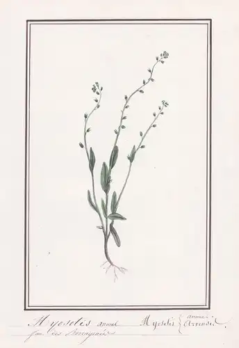 Myosotis annuel / Myosotis arvensis -  Acker-Vergissmeinnicht / Botanik botany / Blume flower / Pflanze plant