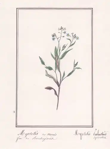 Myosotis des Marais / Myosotis Sylvatica -  Waldvergissmeinnicht / Botanik botany / Blume flower / Pflanze pla