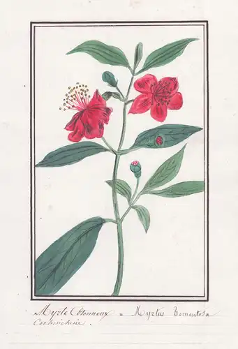 Myrte Cotonneux / Myrtus tomentosa -  Botanik botany / Blume flower / Pflanze plant