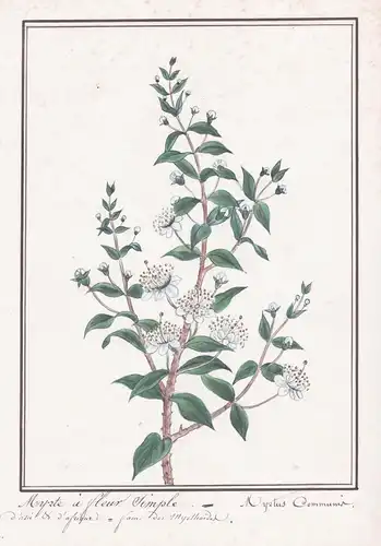 Myrte a fleur simple / Myrtus communis -  Botanik botany / Blume flower / Pflanze plant