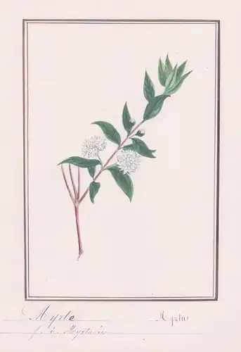 Myrte / Myrtus -  Botanik botany / Blume flower / Pflanze plant